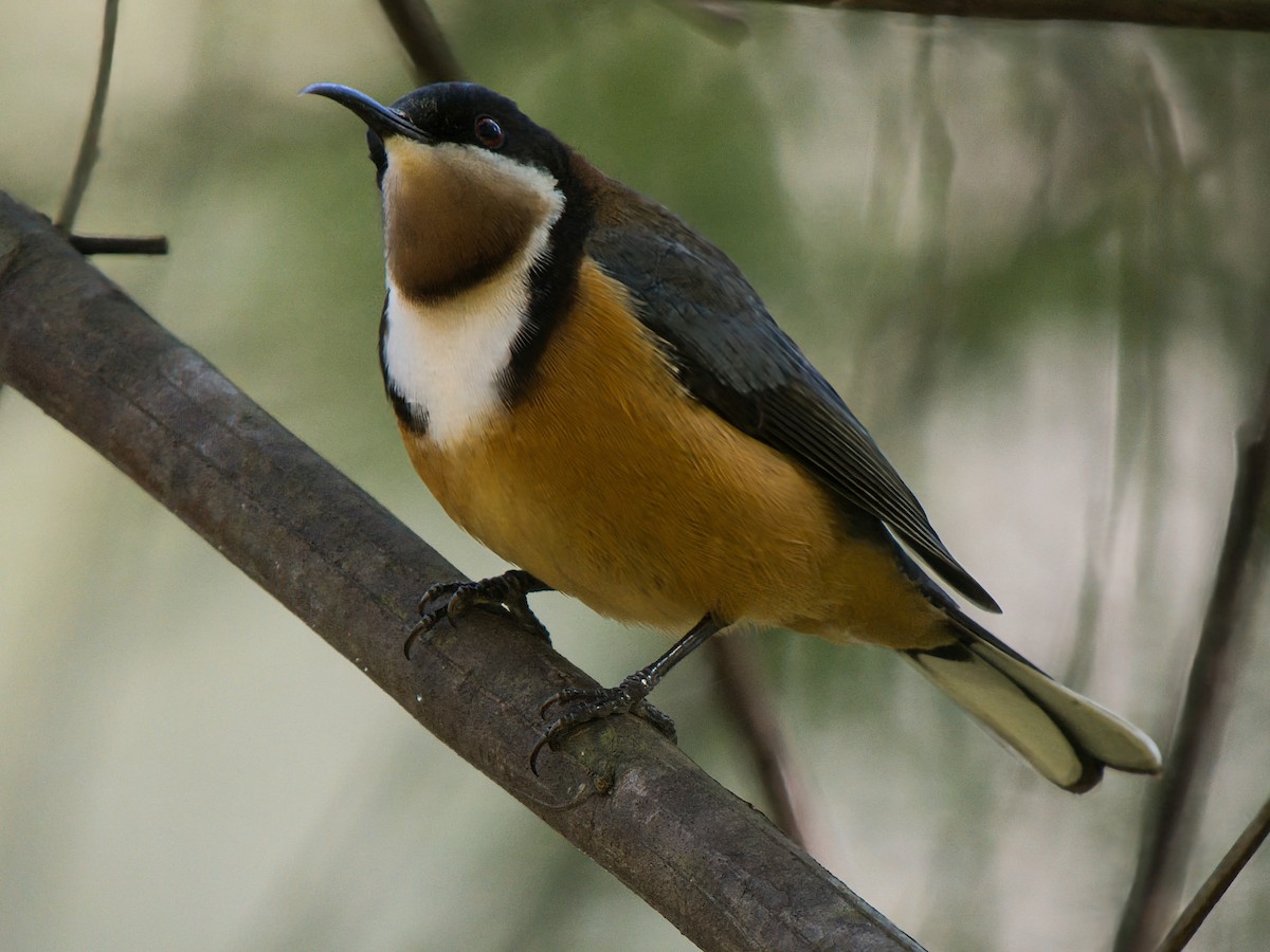 Eastern Spinebill - ML638430206