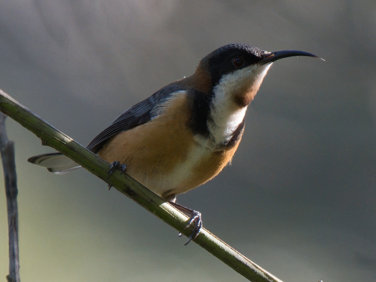 Eastern Spinebill - ML638430207
