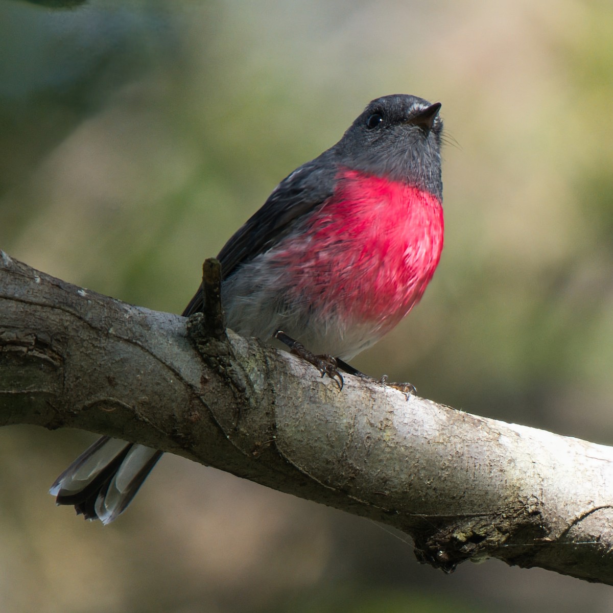 Rose Robin - ML638430214