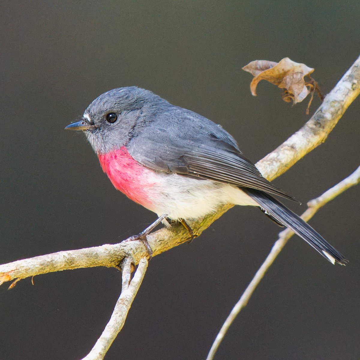 Rose Robin - ML638430219