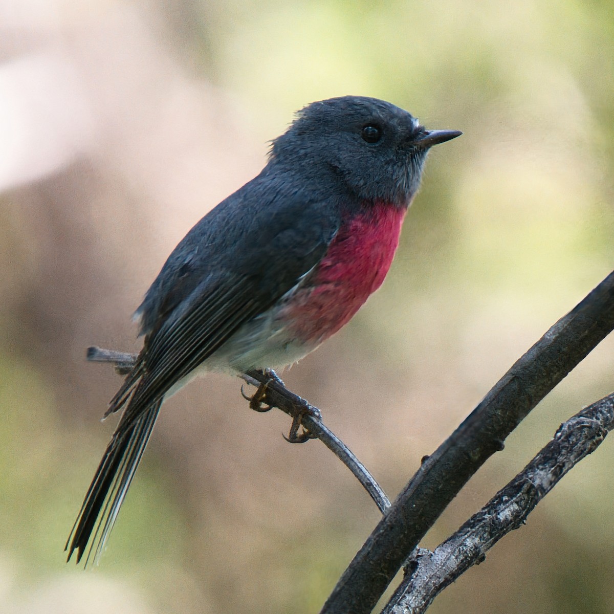 Rose Robin - ML638430220