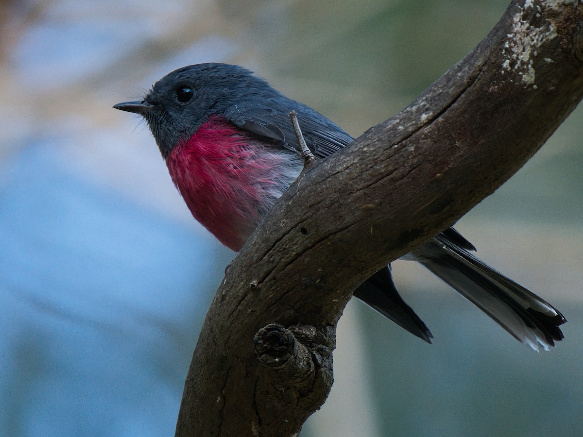 Rose Robin - ML638430223