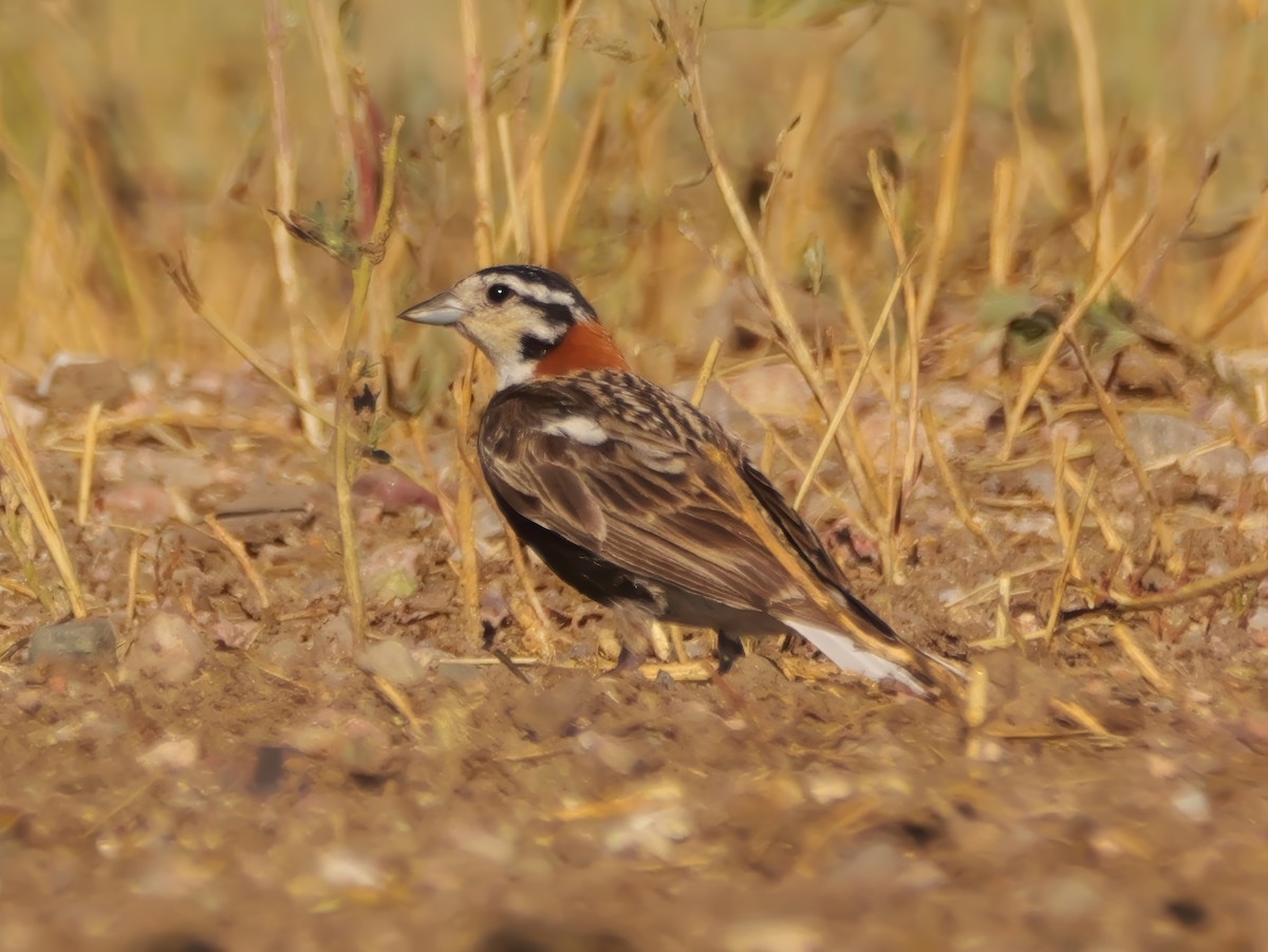Chestnut-collared Longspur - ML638430260