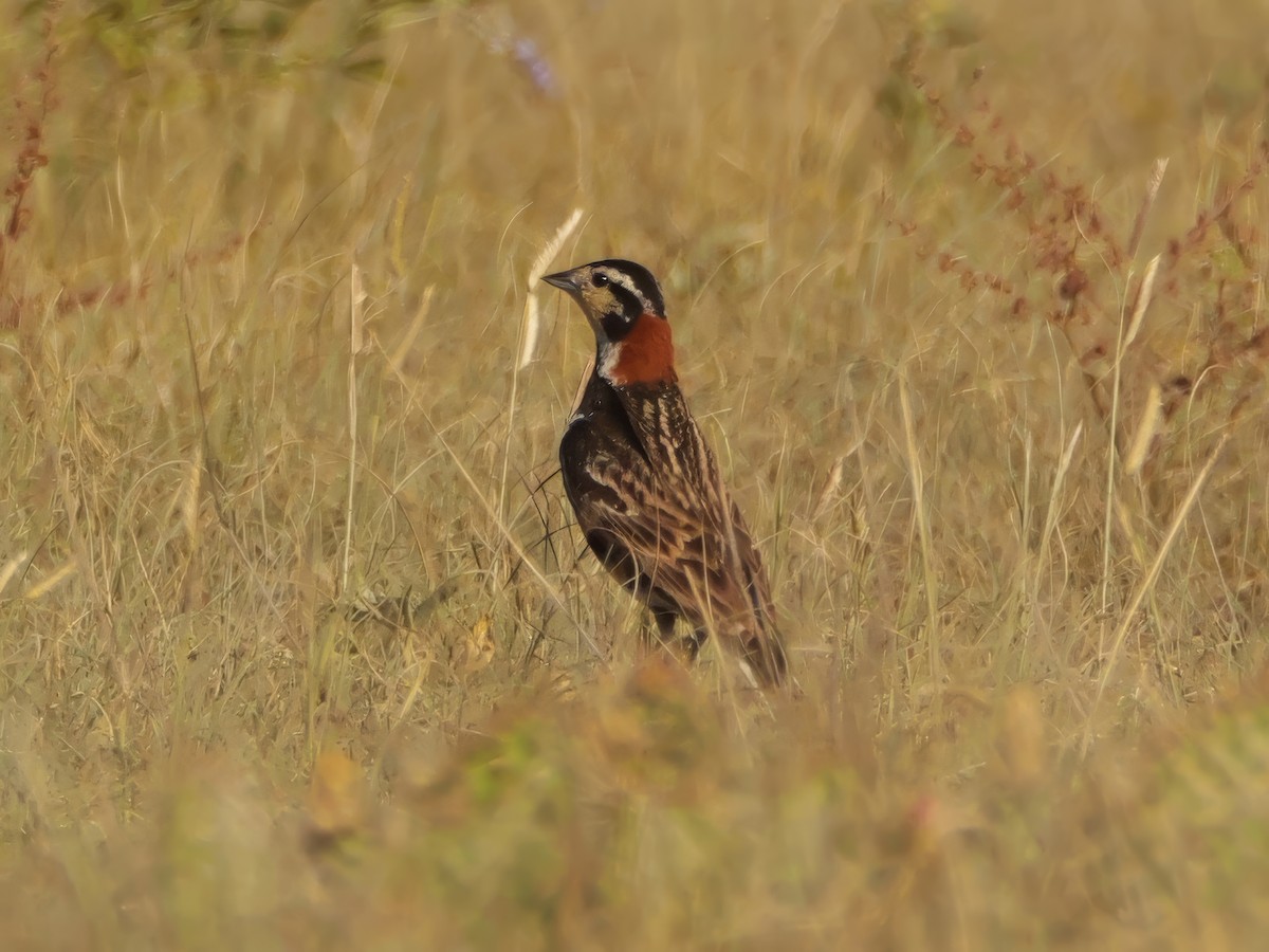 Chestnut-collared Longspur - ML638430261