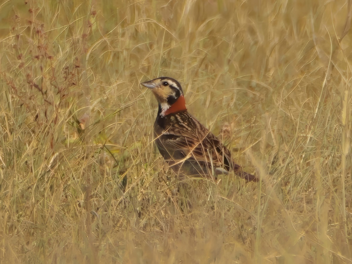 Chestnut-collared Longspur - ML638430262
