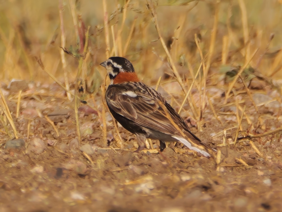Chestnut-collared Longspur - ML638430263