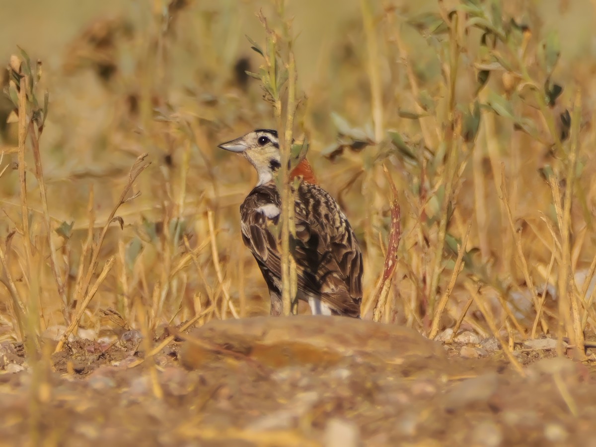 Chestnut-collared Longspur - ML638430264