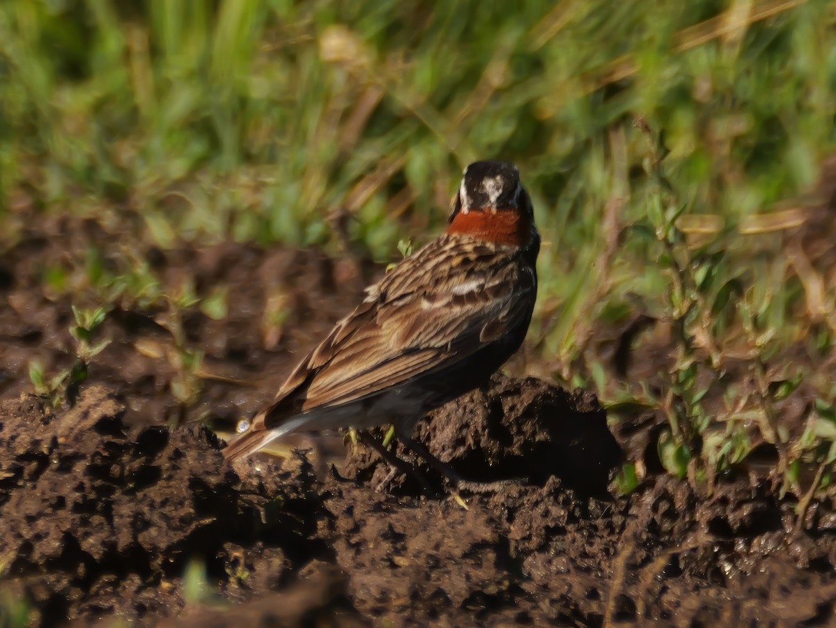 Chestnut-collared Longspur - ML638430266
