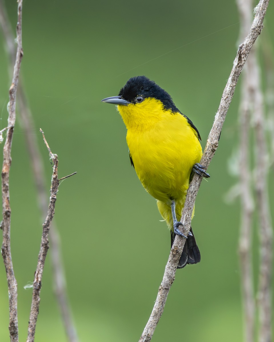 Common Iora - ML638430280