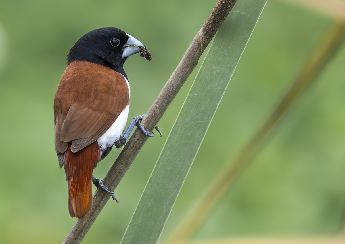 Tricolored Munia - ML638430286