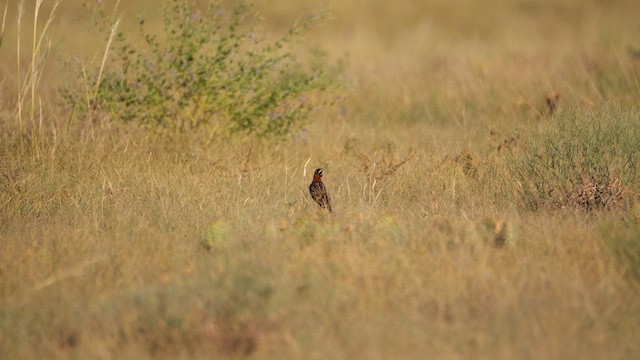 Chestnut-collared Longspur - ML638430362