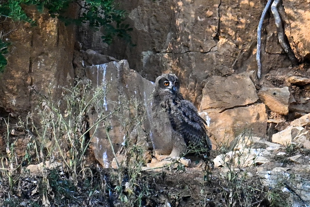 Eurasian Eagle-Owl - ML638430389