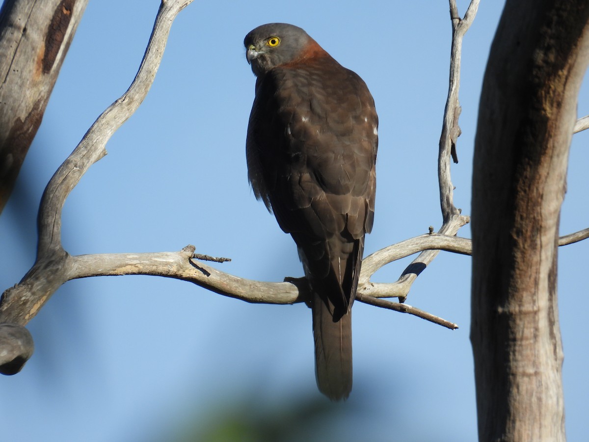 Brown Goshawk - ML638430395