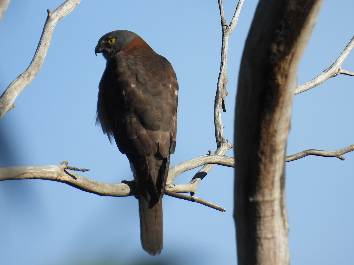 Brown Goshawk - ML638430397