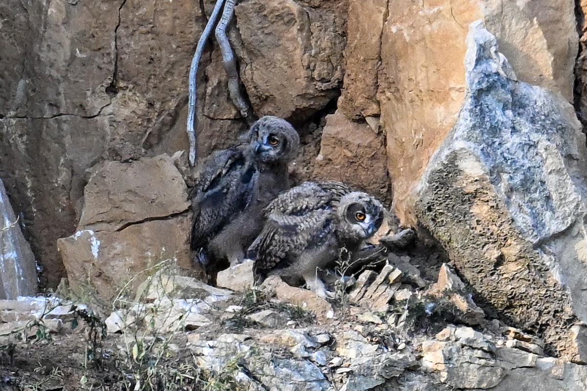Eurasian Eagle-Owl - ML638430398
