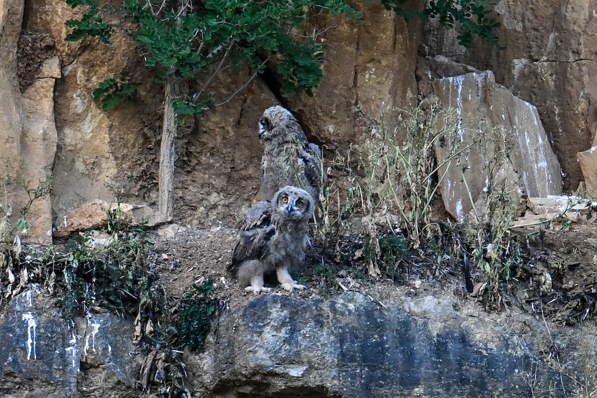 Eurasian Eagle-Owl - ML638430399