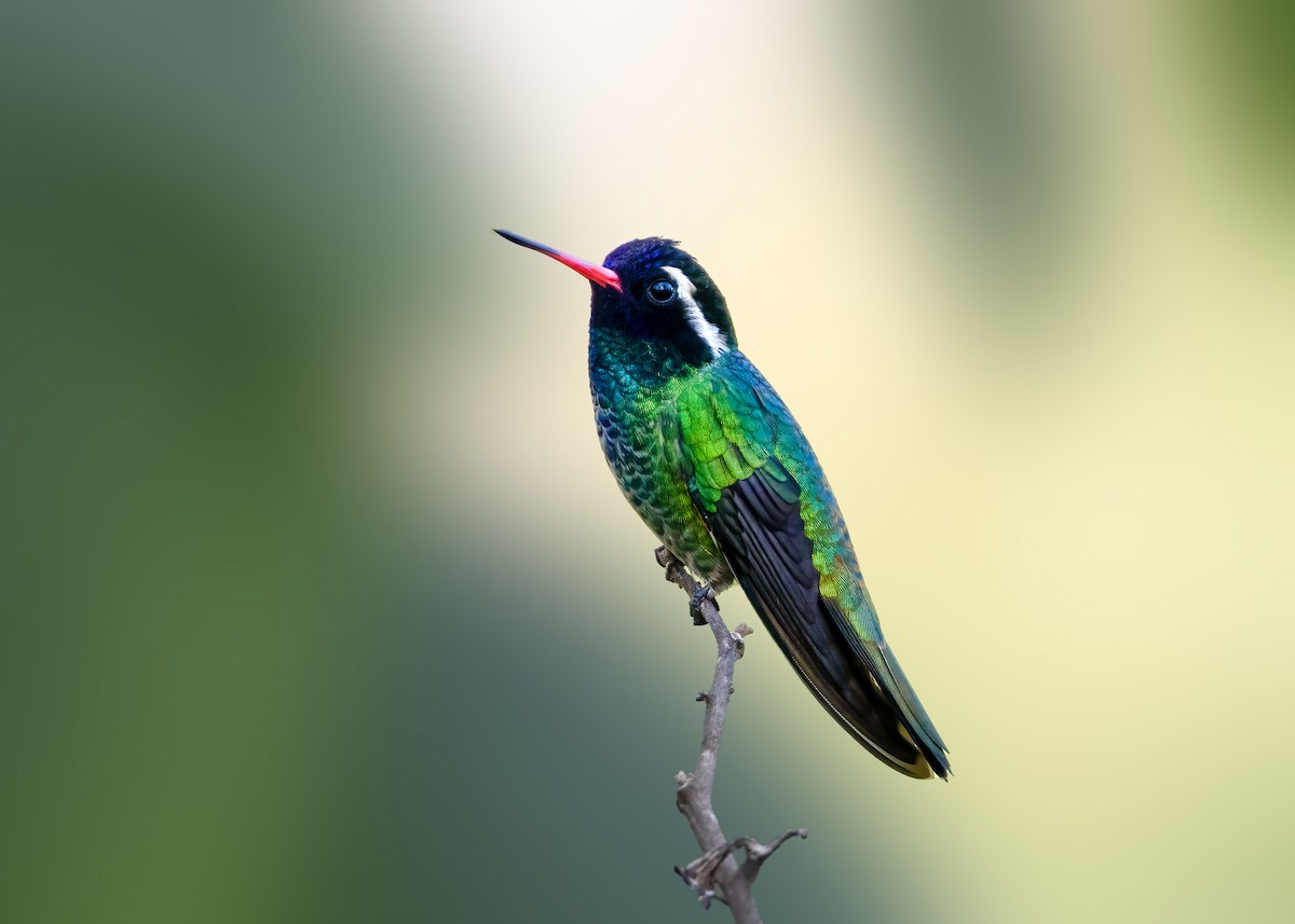 hvitørekolibri - ML638430403