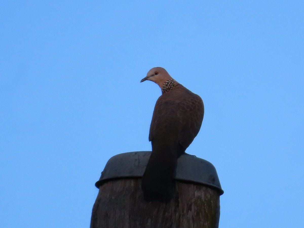 Spotted Dove - ML638430409
