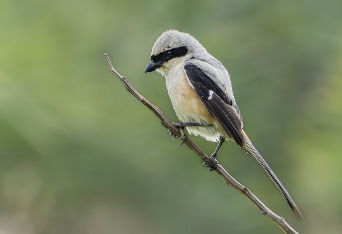 Long-tailed Shrike - ML638430530