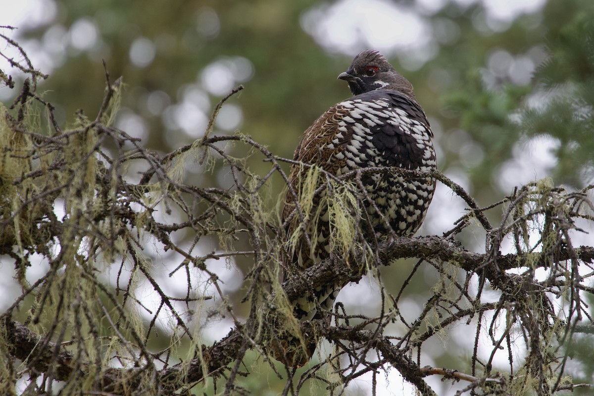 Spruce Grouse - ML638430540