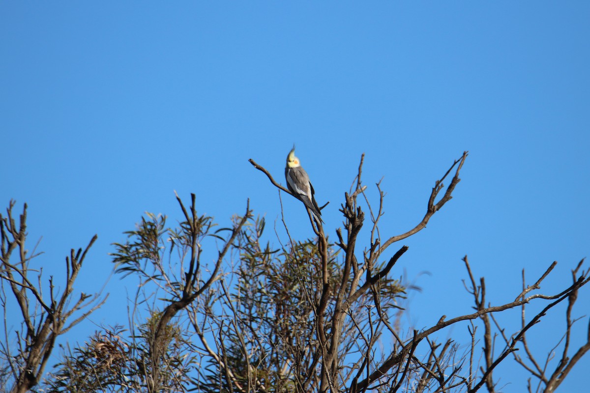 Cockatiel - ML638430640