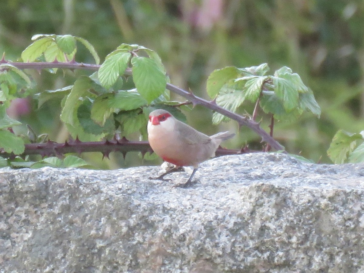 Common Waxbill - ML638430710