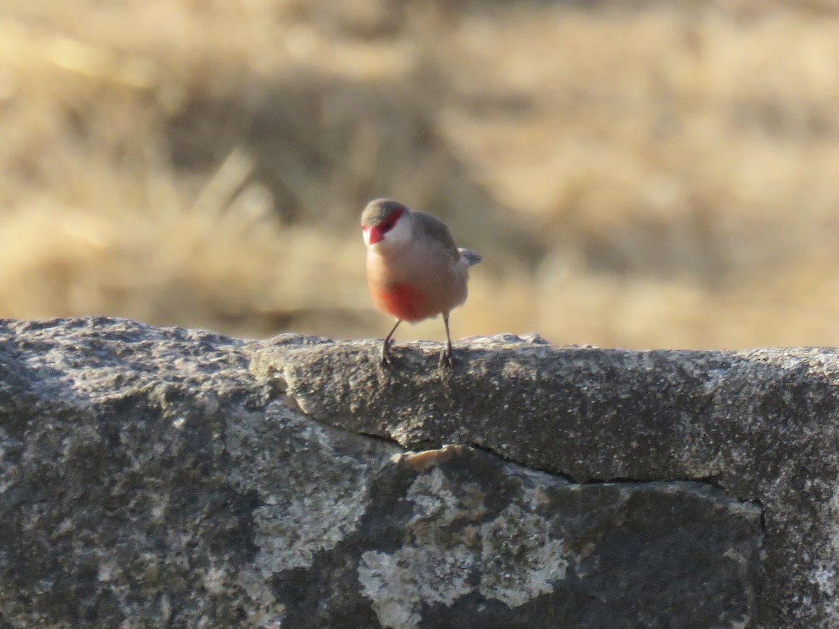 Common Waxbill - ML638430711