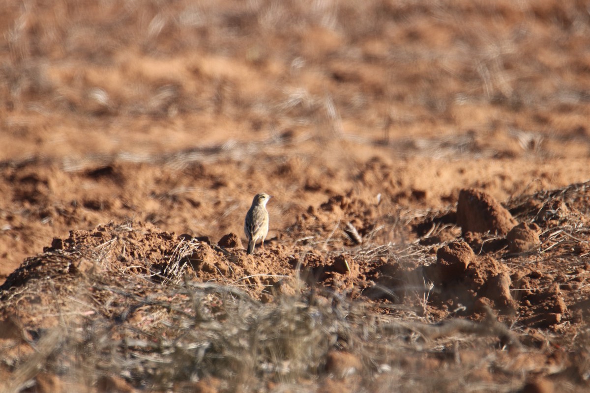 Pipit d'Australie - ML638430721