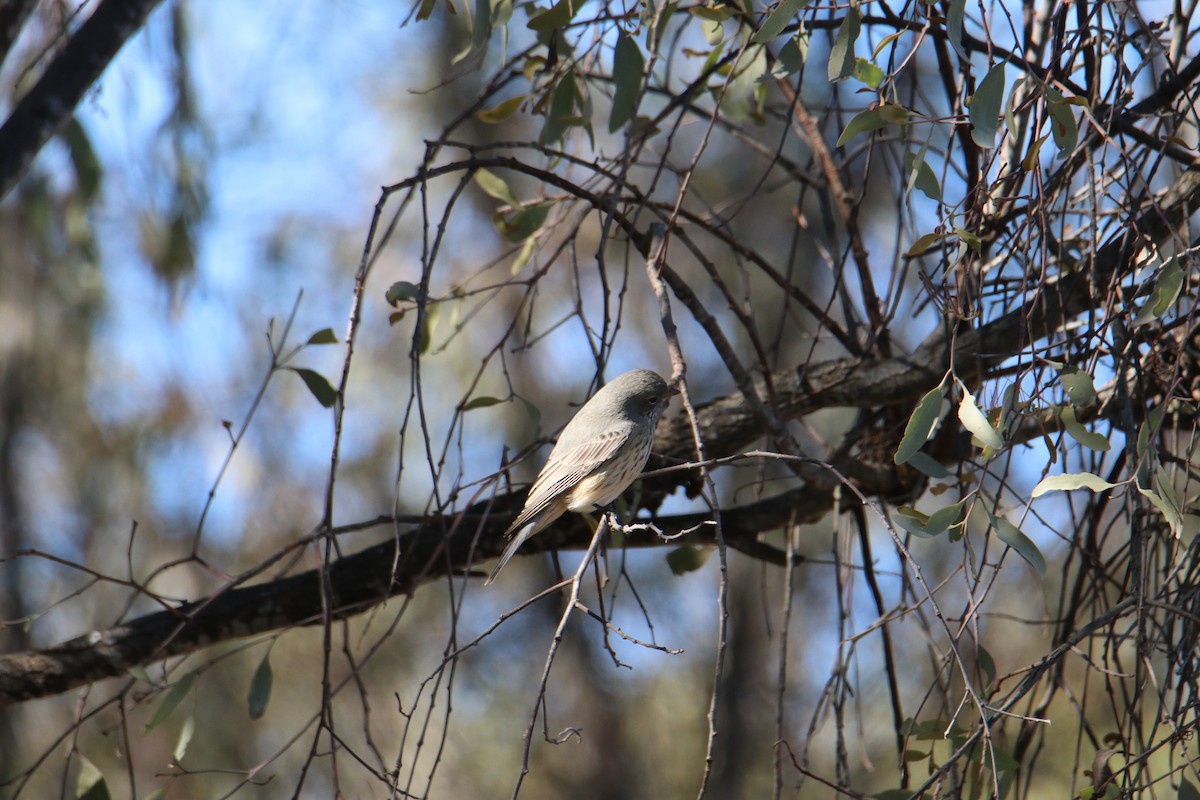 Rufous Whistler - ML638430733