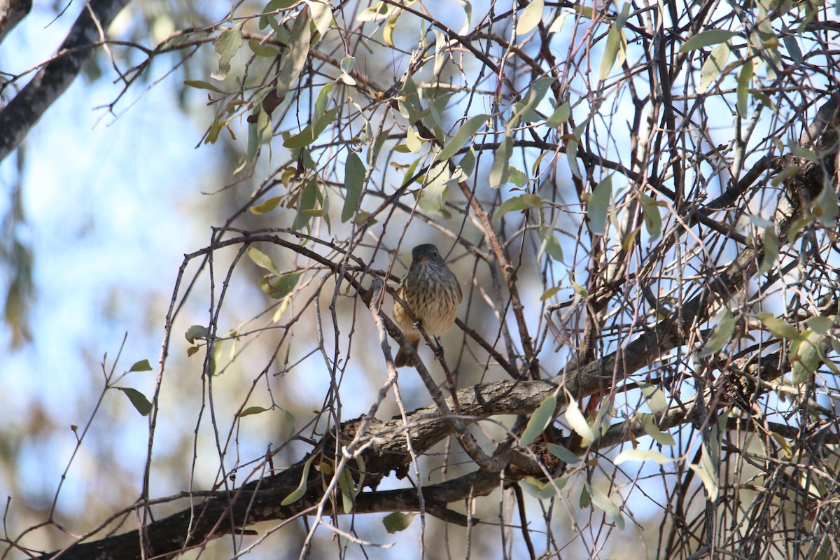 Rufous Whistler - ML638430735