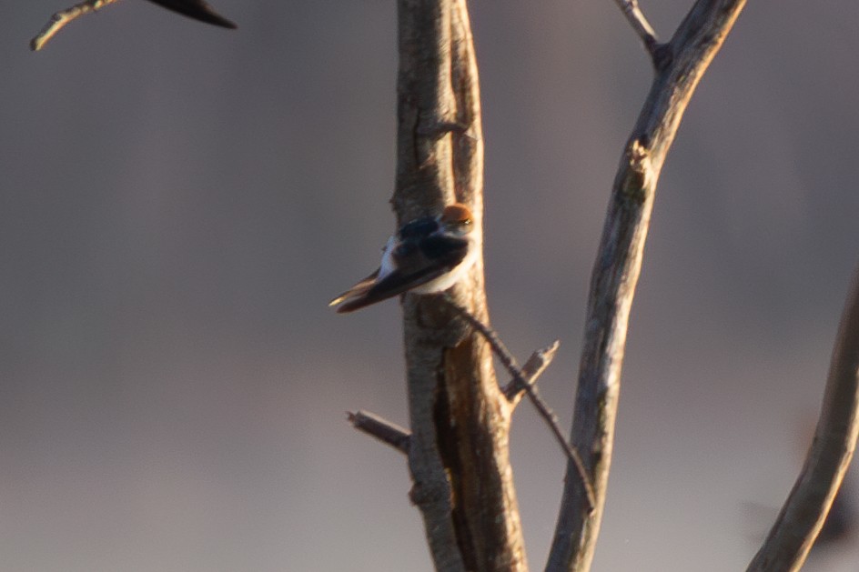 Fairy Martin - ML638430767