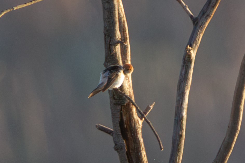 Fairy Martin - ML638430768
