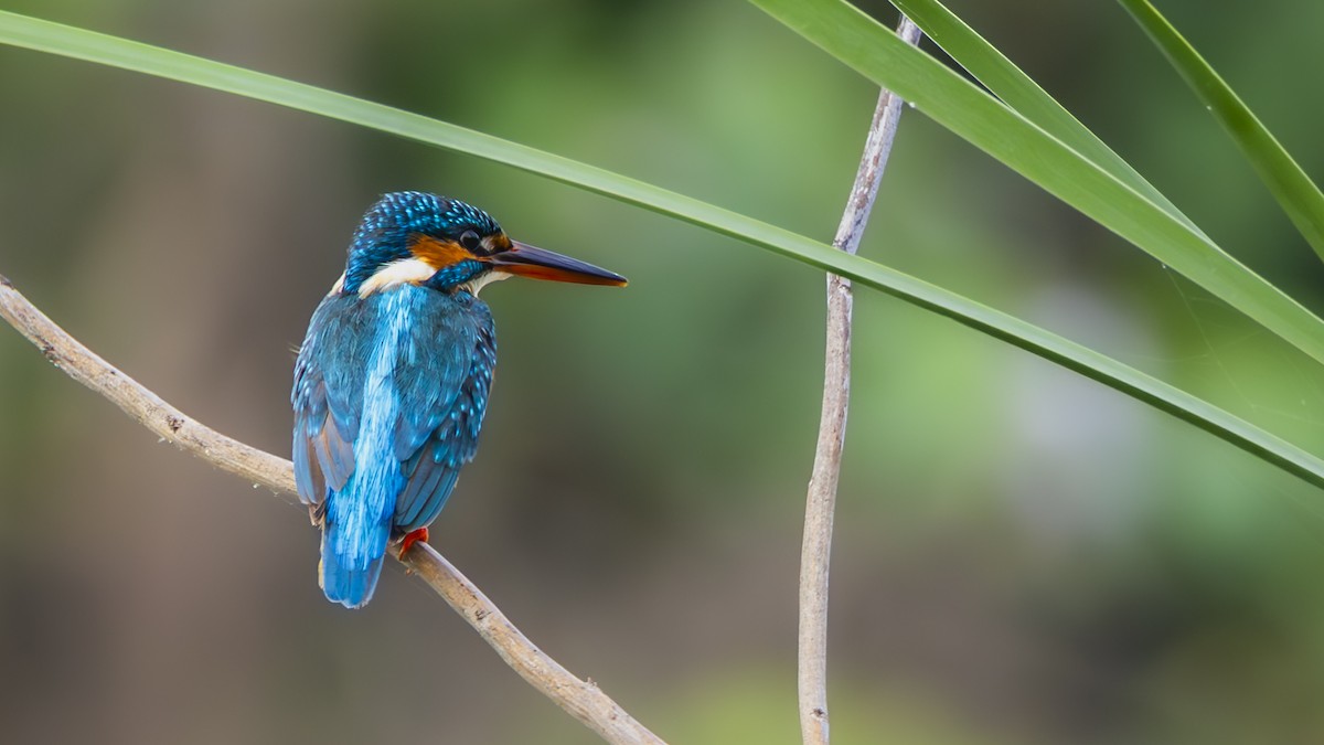 Common Kingfisher - ML638430776