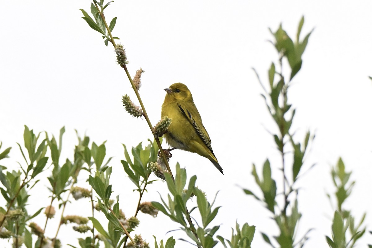 Tibetan Serin - ML638430777