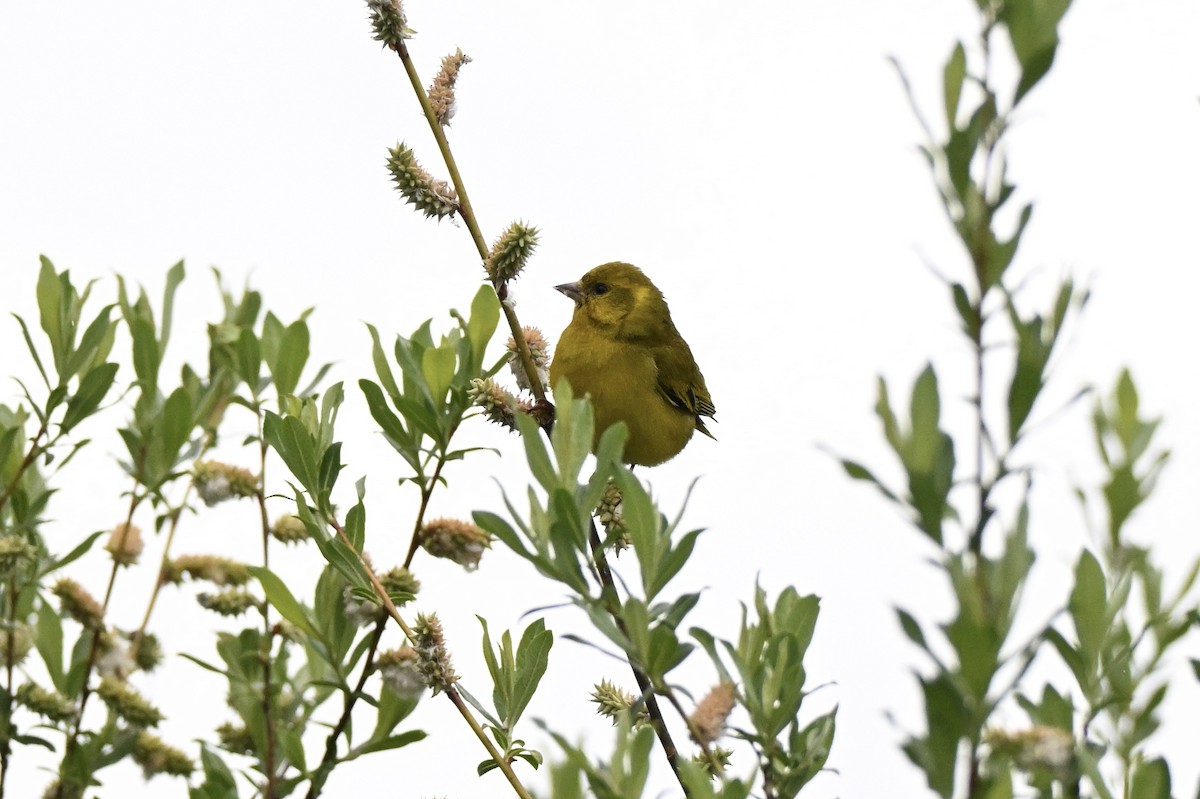 Tibetan Serin - ML638430781