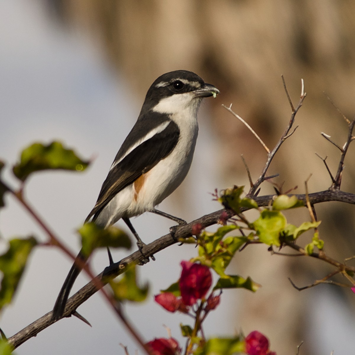 Southern Fiscal - ML638430787