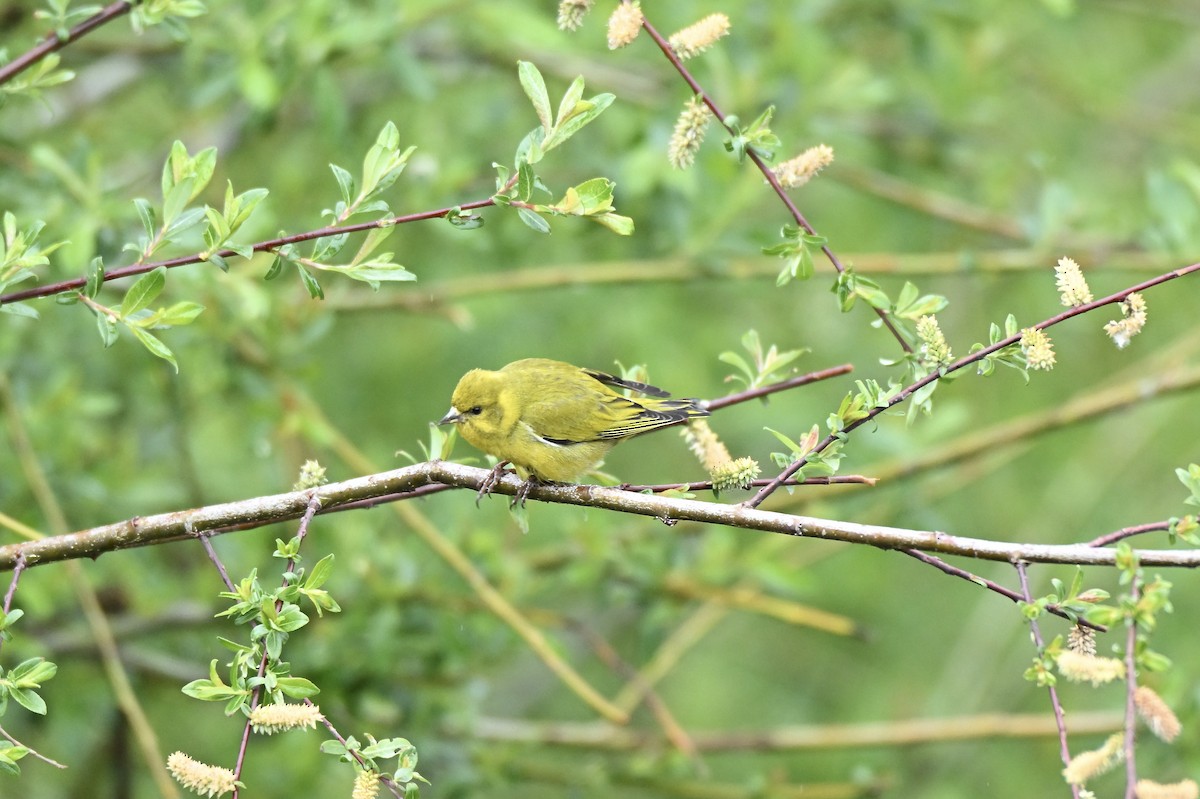Tibetan Serin - ML638430789