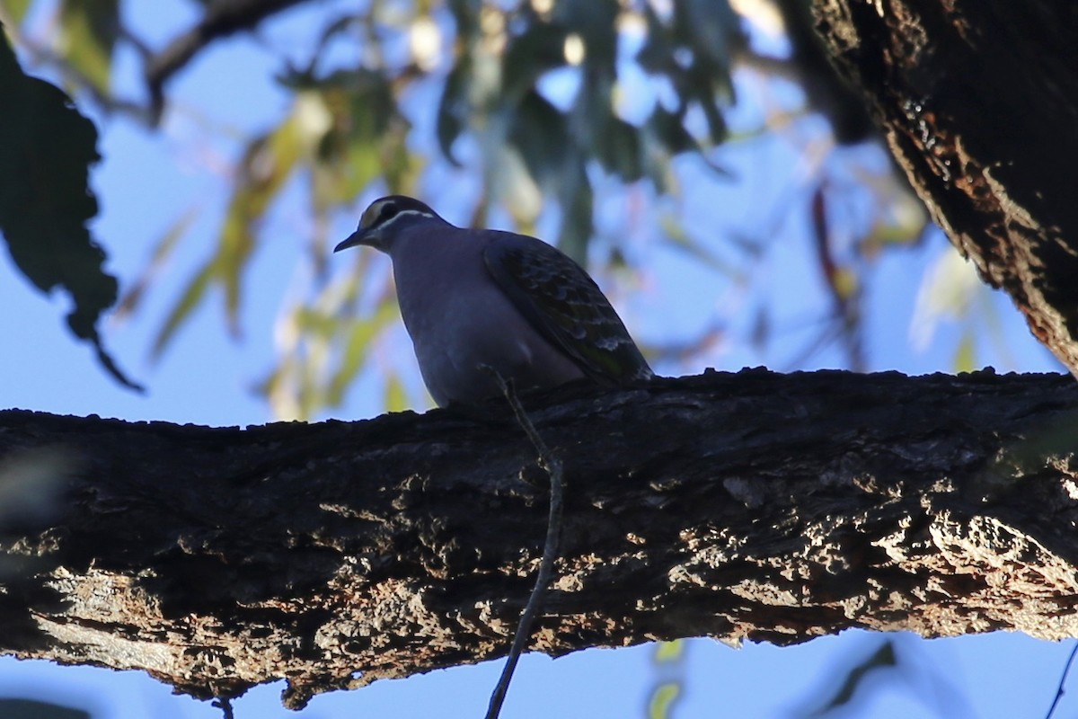 Common Bronzewing - ML638430795