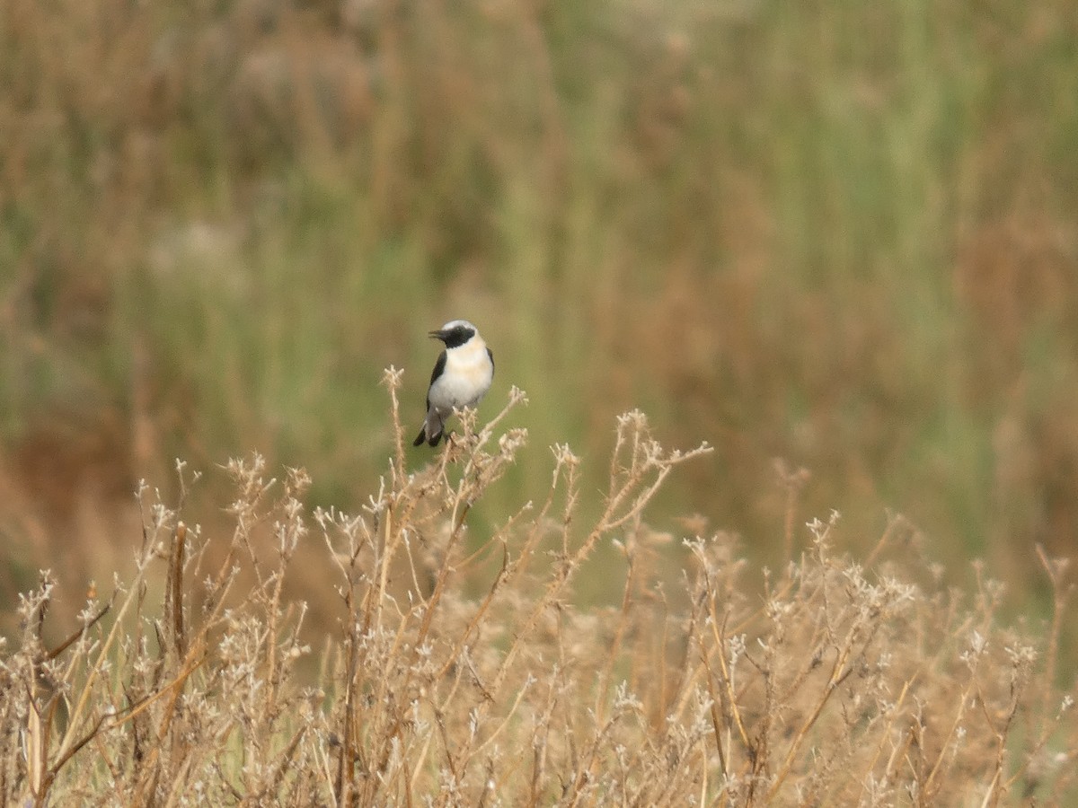 Western Black-eared Wheatear - ML638430832