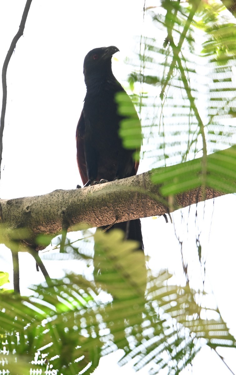 Greater Coucal (Greater) - ML638430858