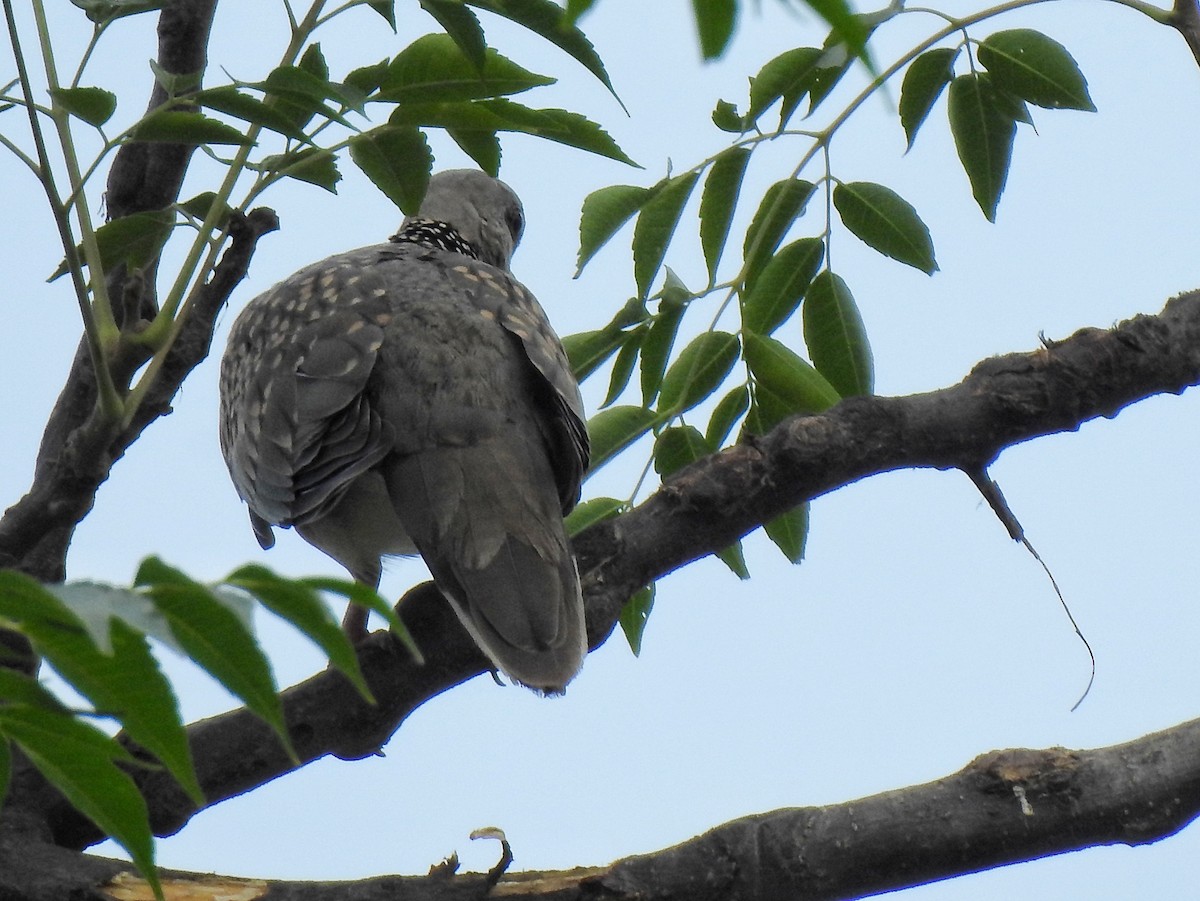 Spotted Dove - ML638430876