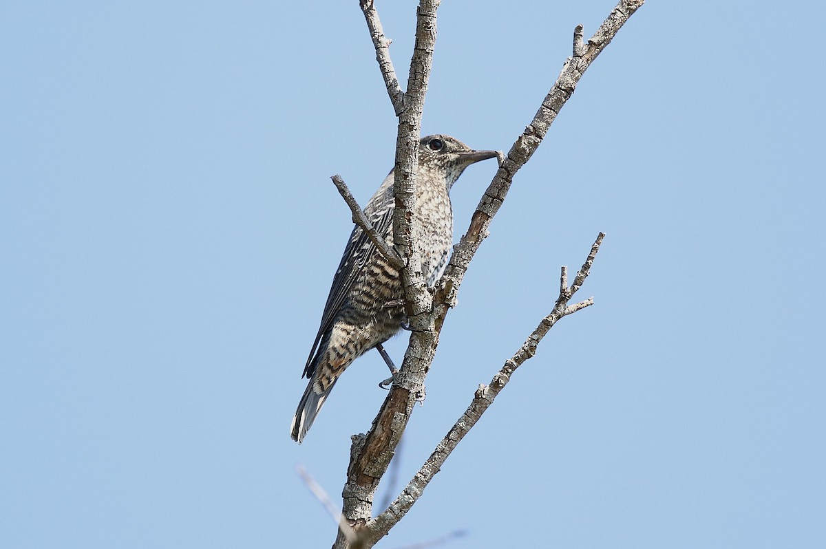 White-throated Rock-Thrush - ML638430893