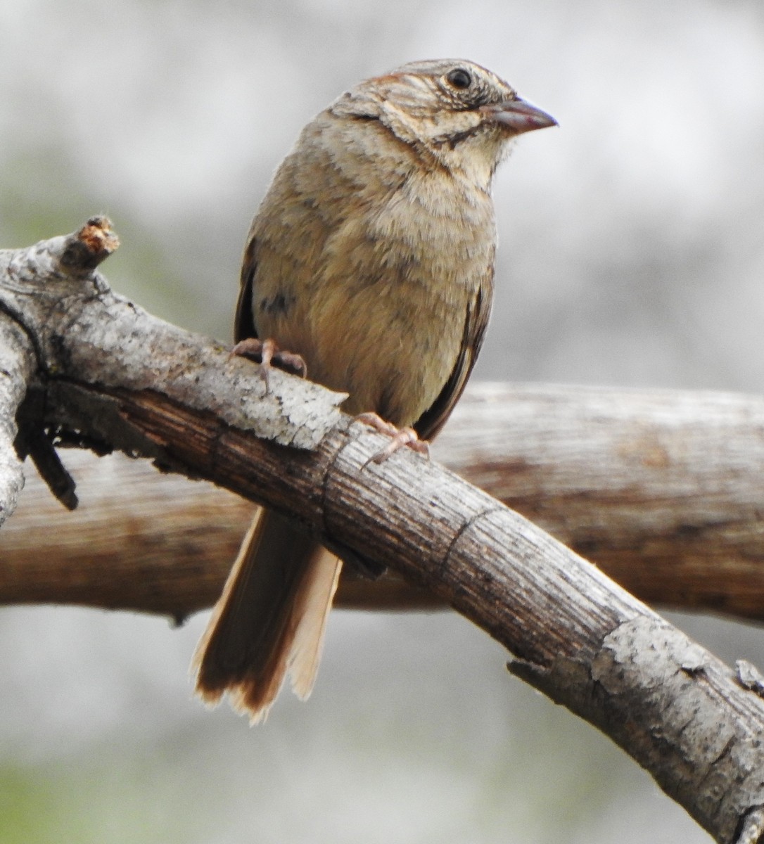 Rufous-crowned Sparrow - ML638430970
