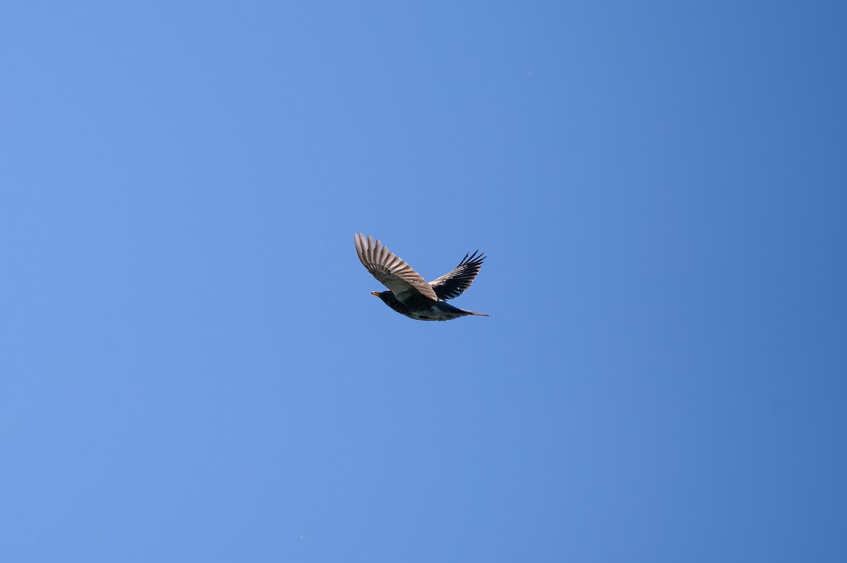 Fieldfare - ML638431048