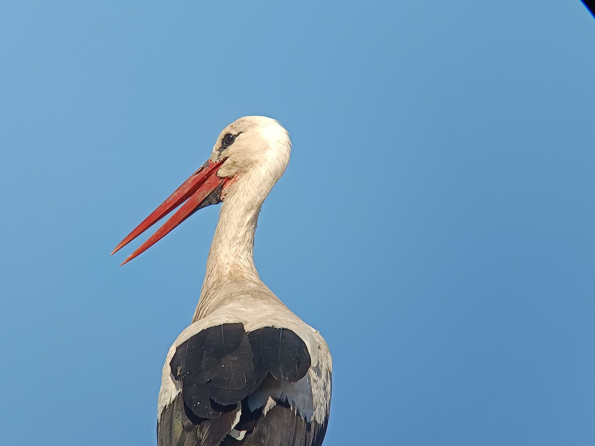 White Stork - ML638431049
