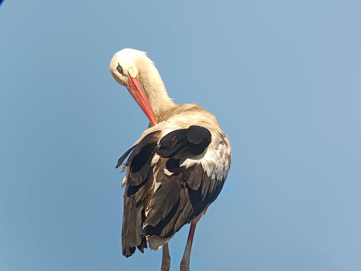 White Stork - ML638431051