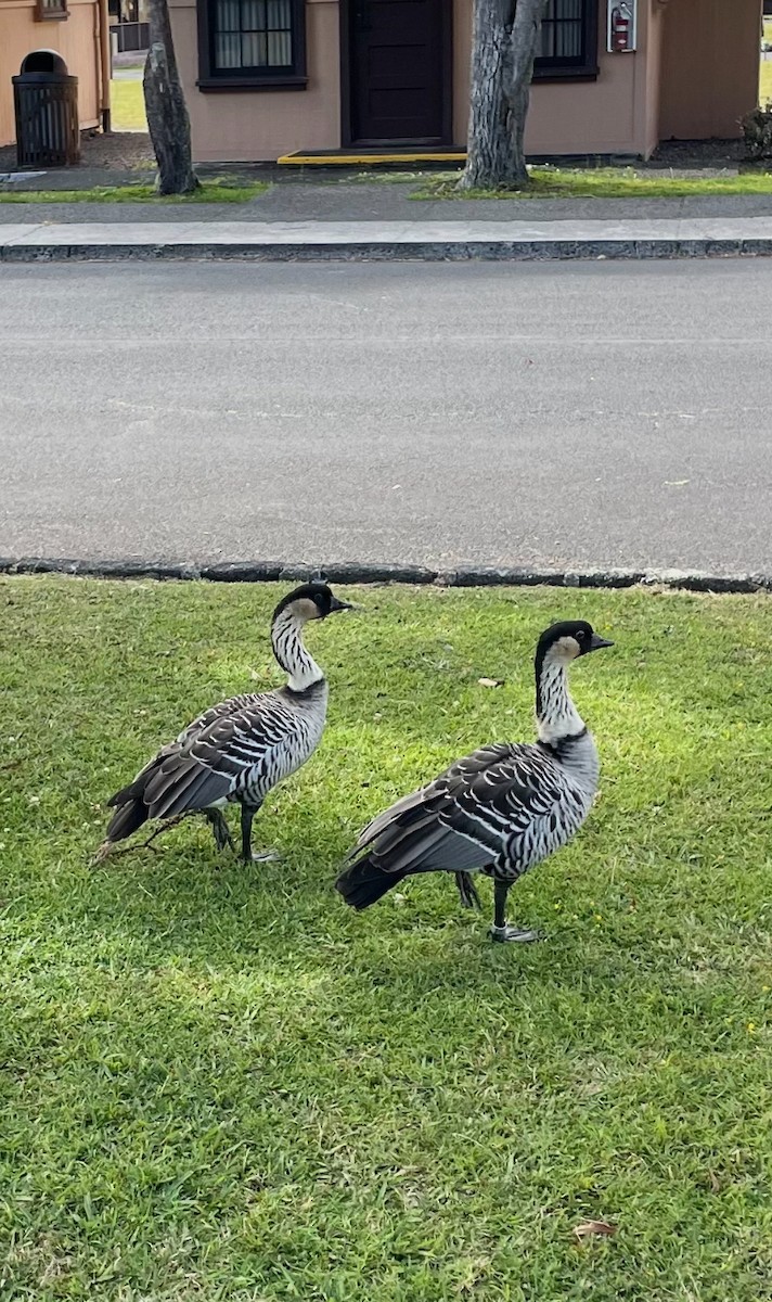 Hawaiian Goose - ML638431093