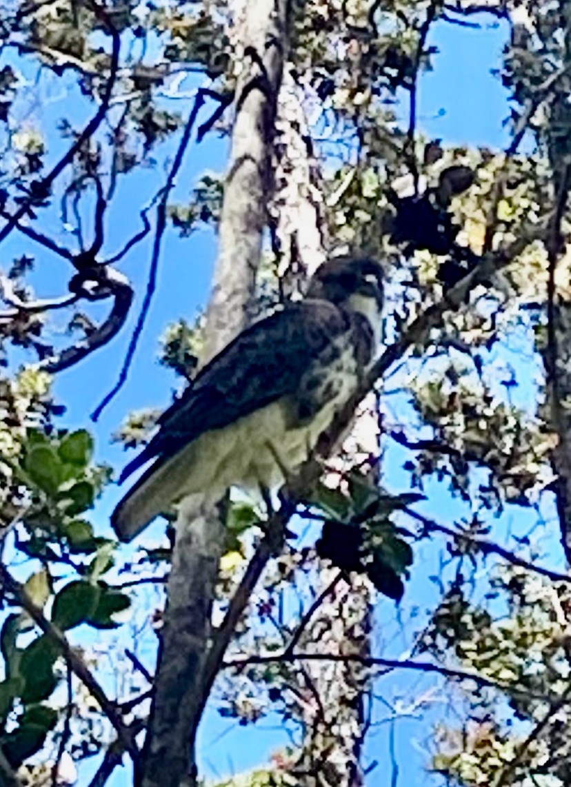 Hawaiian Hawk - ML638431096