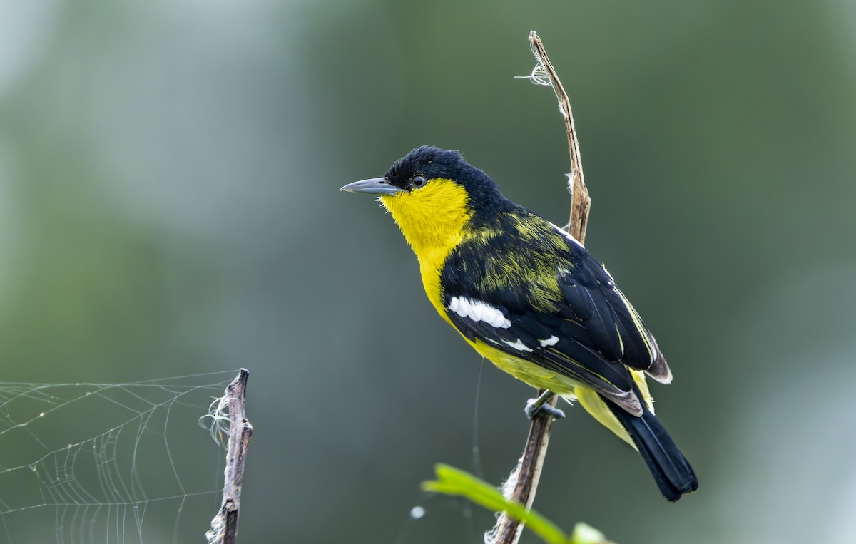 Common Iora - ML638431130