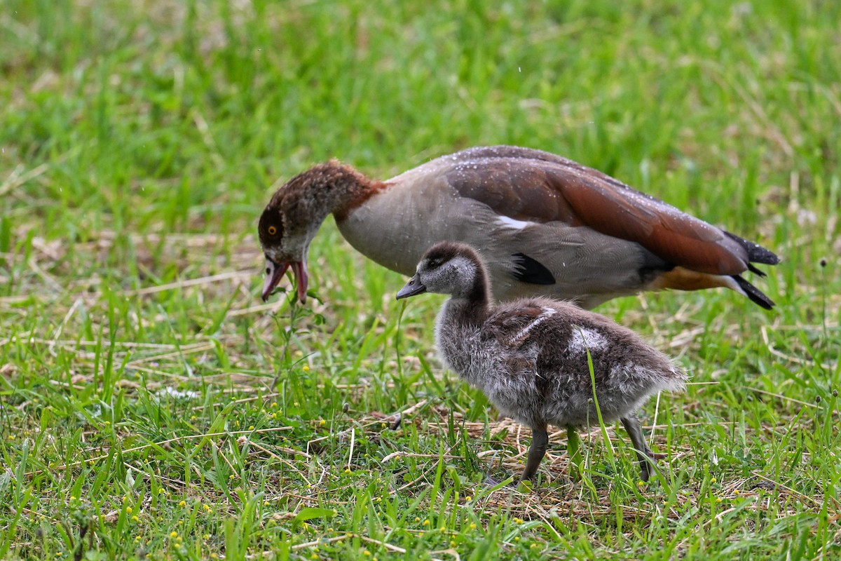 Egyptian Goose - ML638431136